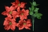 Red Metallic Poinsettia Bush x 5 (lot of 1 bush) SALE ITEM